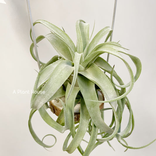 Tillandsia Streptophylla Belize