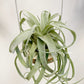 Tillandsia Streptophylla Belize