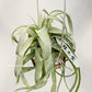 Tillandsia Streptophylla Belize
