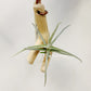Tillandsia Duratii