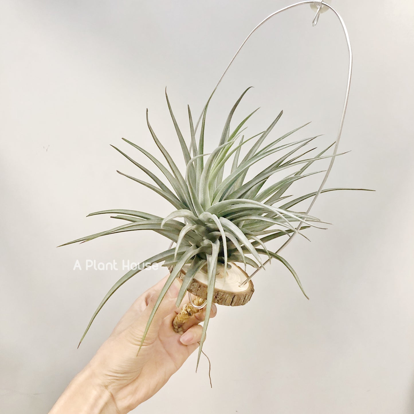 Tillandsia Ioxioides X Gardneri