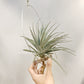 Tillandsia Ioxioides X Gardneri