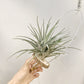 Tillandsia Ioxioides X Gardneri