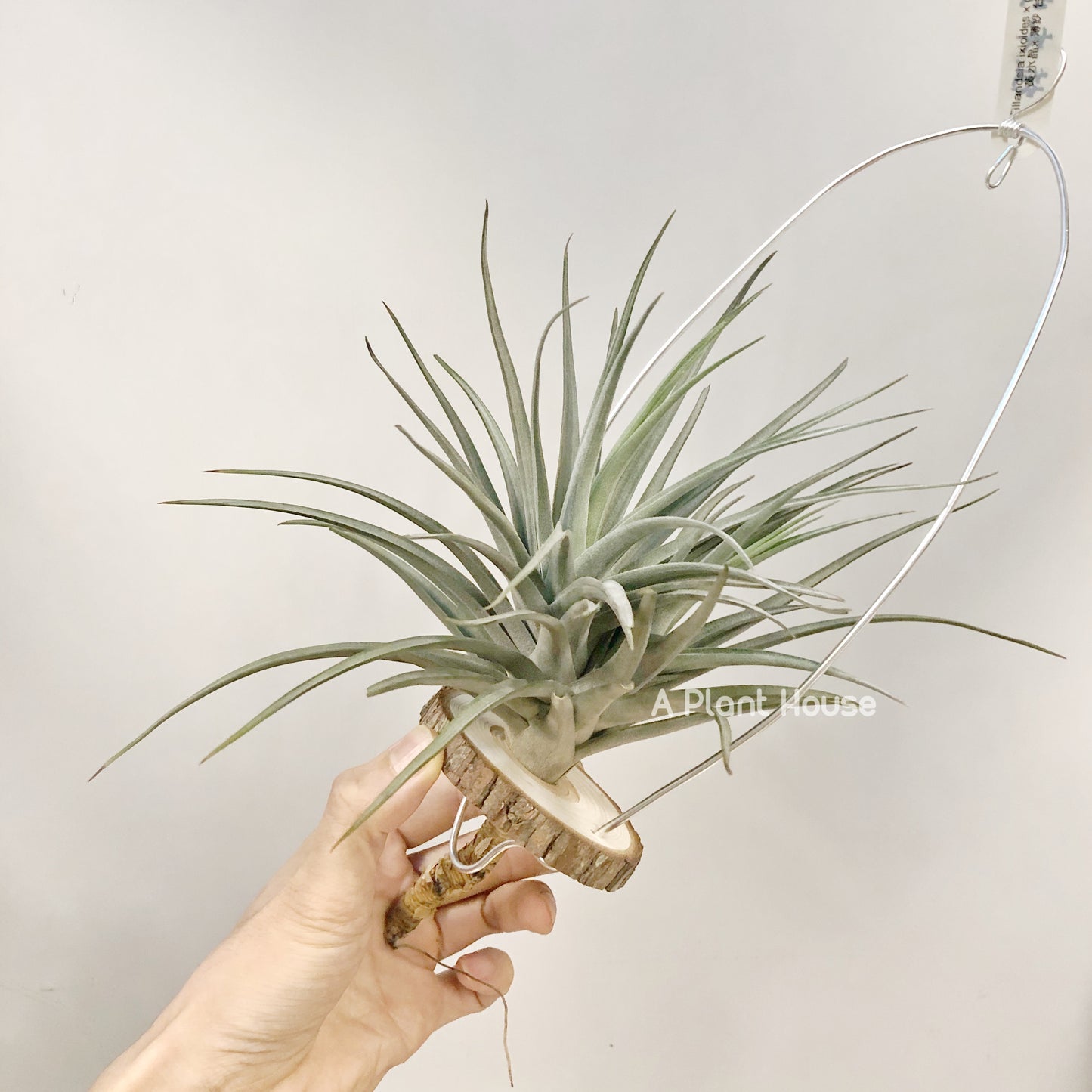 Tillandsia Ioxioides X Gardneri