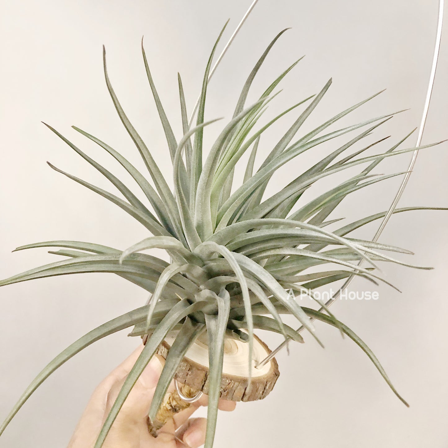 Tillandsia Ioxioides X Gardneri