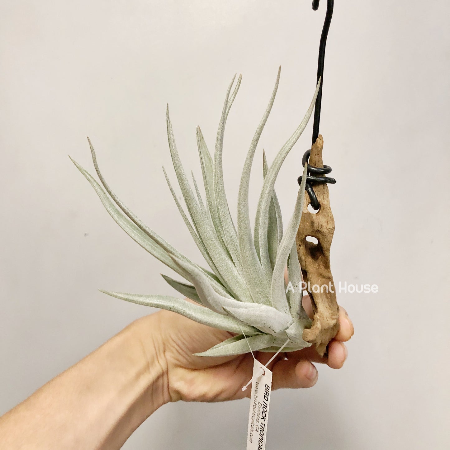 Tillandsia Didisticha x Recurvifolia Var. Subsecundifolia