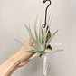 Tillandsia Didisticha x Recurvifolia Var. Subsecundifolia