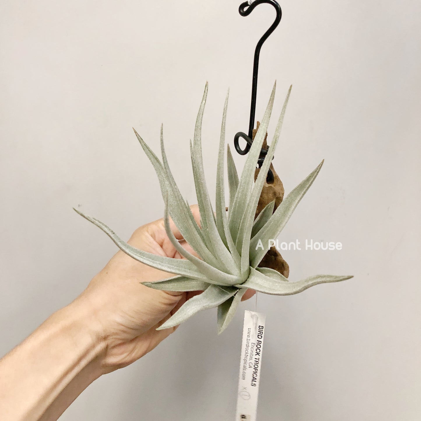 Tillandsia Didisticha x Recurvifolia Var. Subsecundifolia