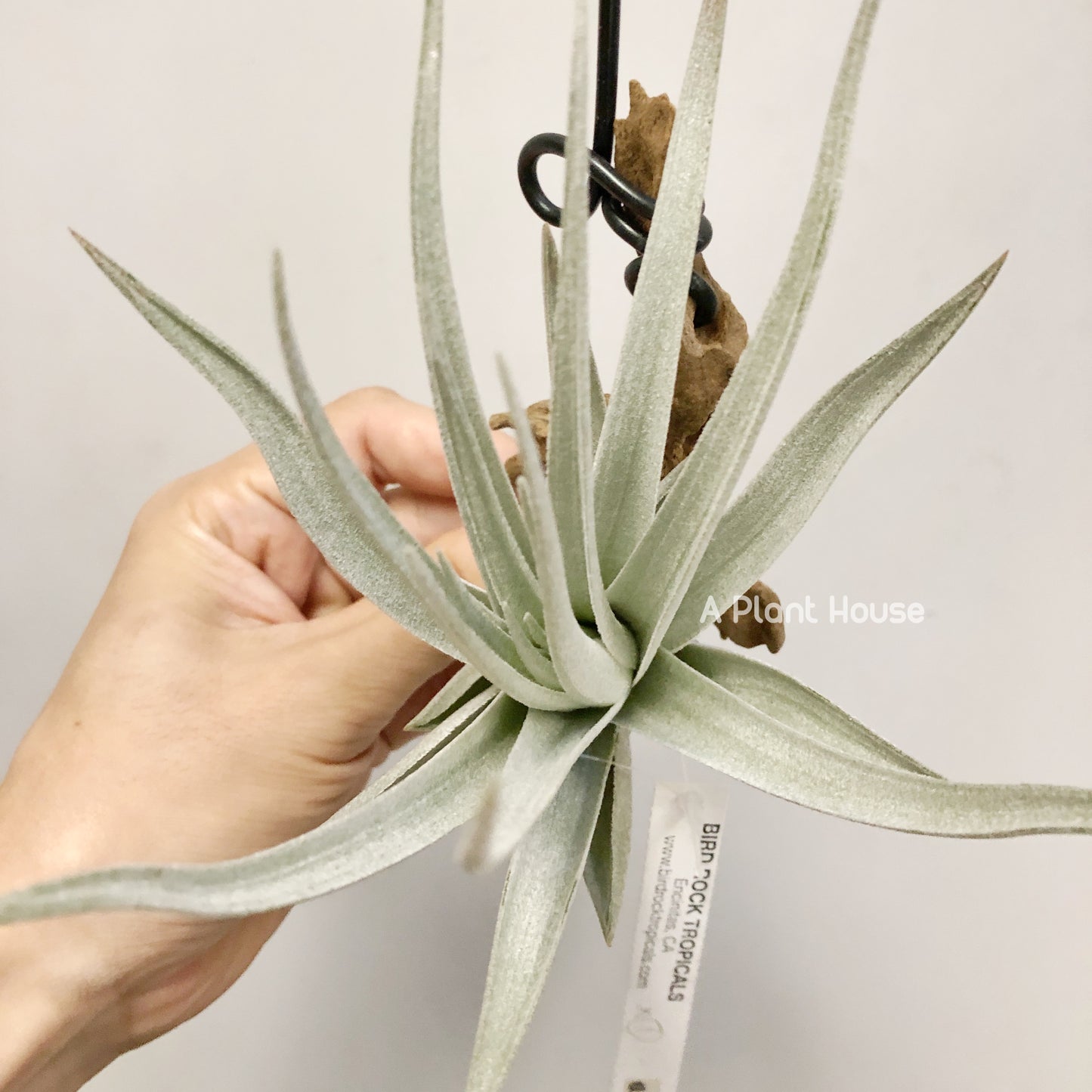 Tillandsia Didisticha x Recurvifolia Var. Subsecundifolia