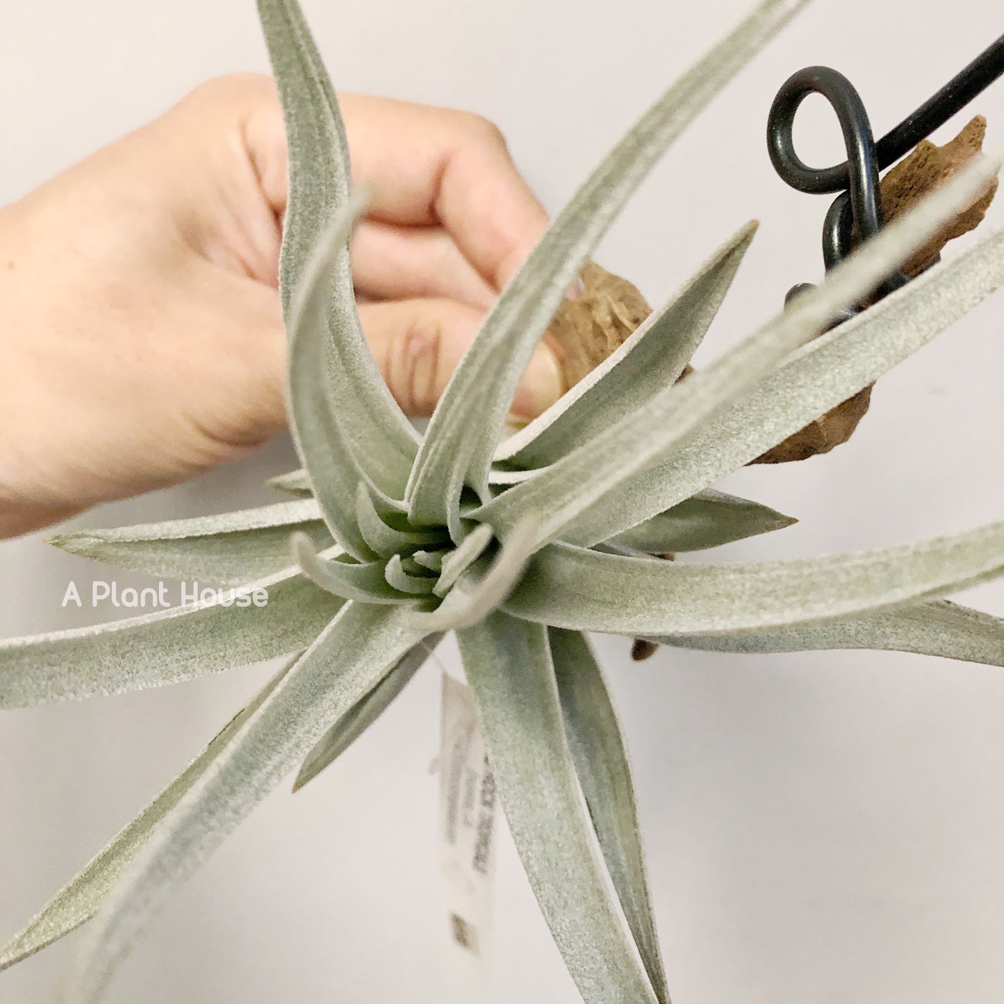 Tillandsia Didisticha x Recurvifolia Var. Subsecundifolia