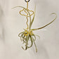 Tillandsia Duratii Thick Leaf