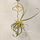Tillandsia Duratii Thick Leaf
