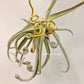 Tillandsia Duratii Thick Leaf