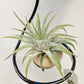 Tillandsia Ionantha 'Apretado’