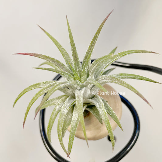 Tillandsia Ionantha 'Apretado’