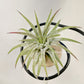 Tillandsia Ionantha 'Apretado’