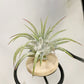 Tillandsia Ionantha 'Apretado’