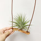 Tillandsia Vernicosa