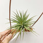 Tillandsia Vernicosa