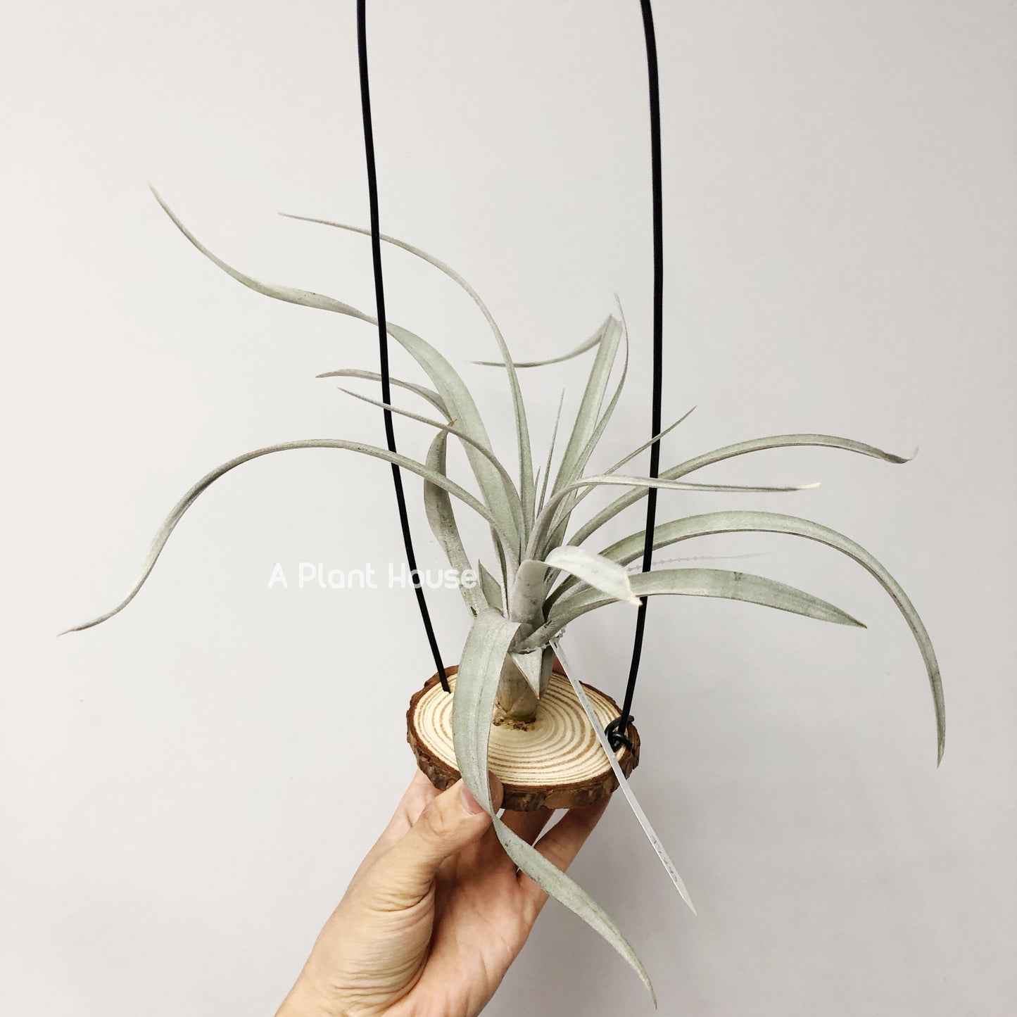 Tillandsia Cyclone