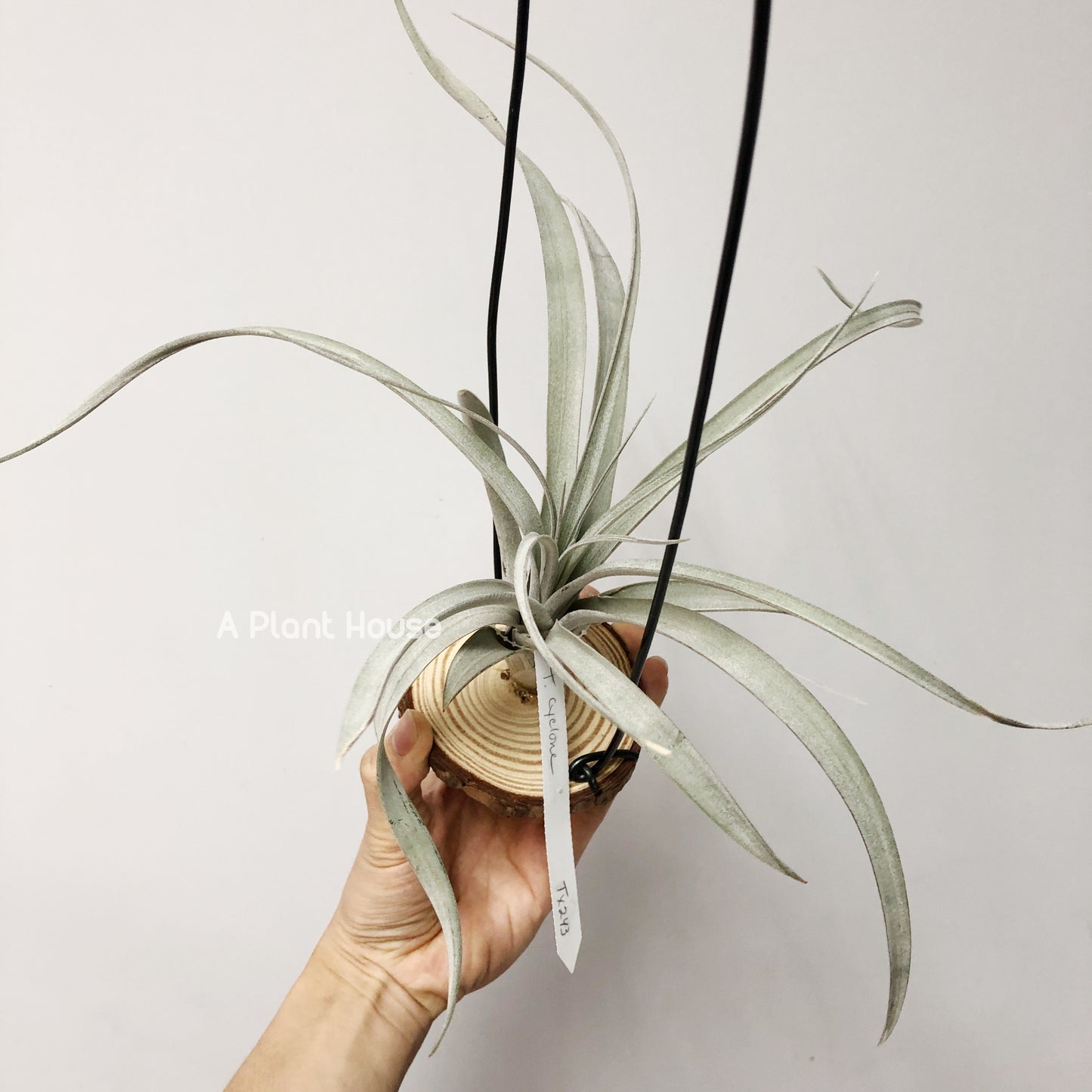 Tillandsia Cyclone