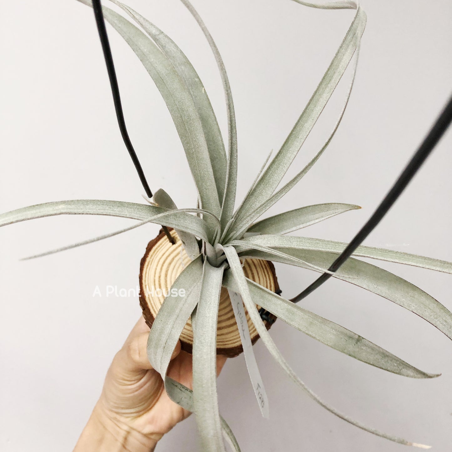 Tillandsia Cyclone