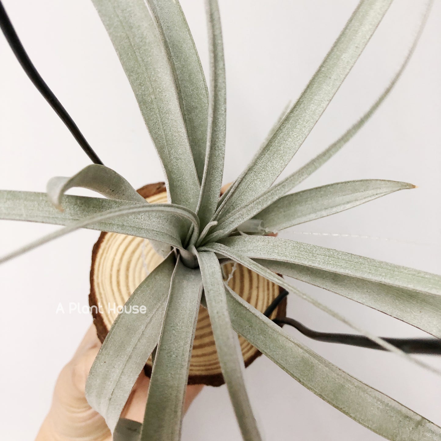 Tillandsia Cyclone