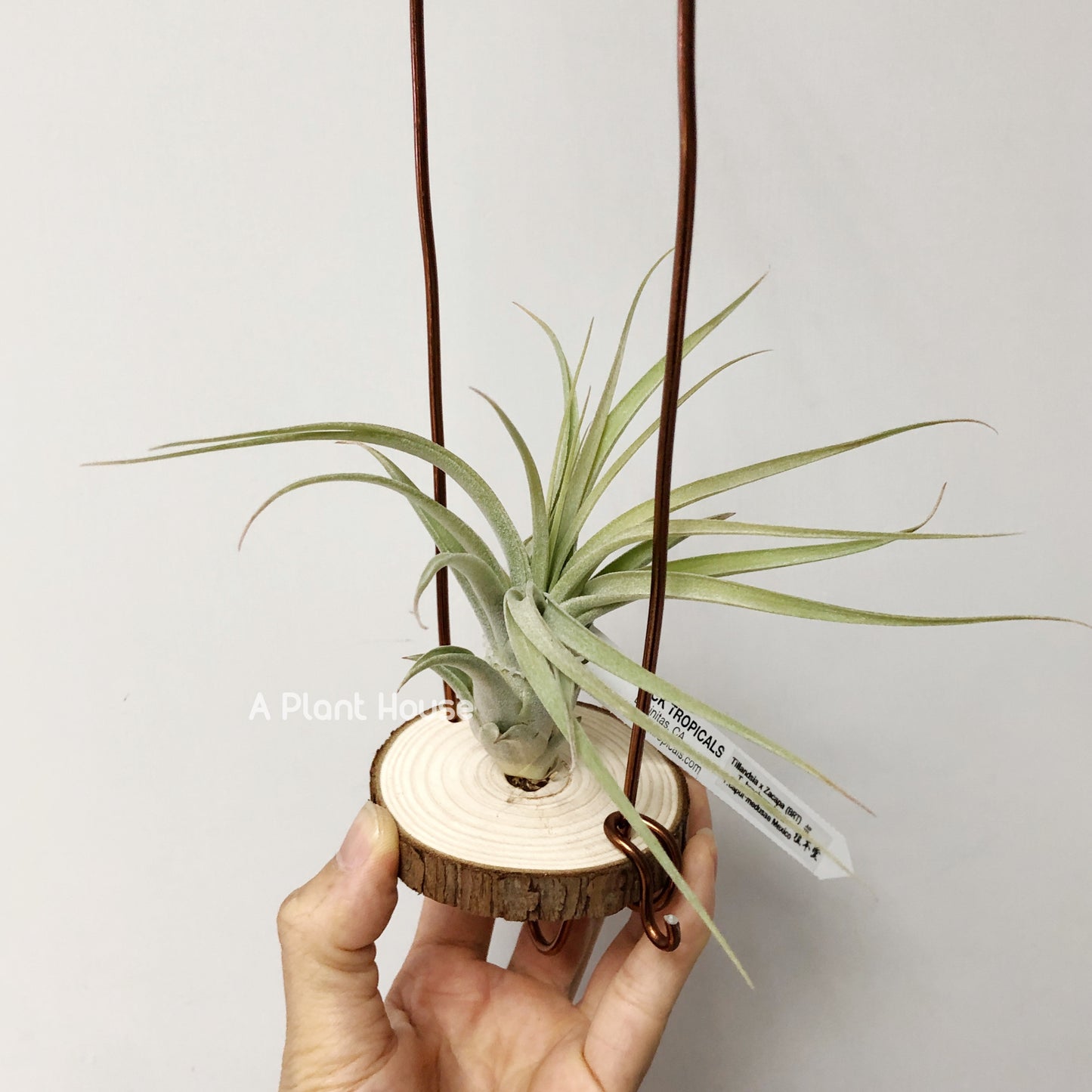 Tillandsia X Zacapa