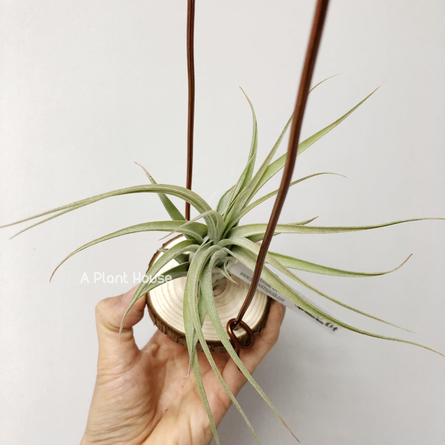 Tillandsia X Zacapa