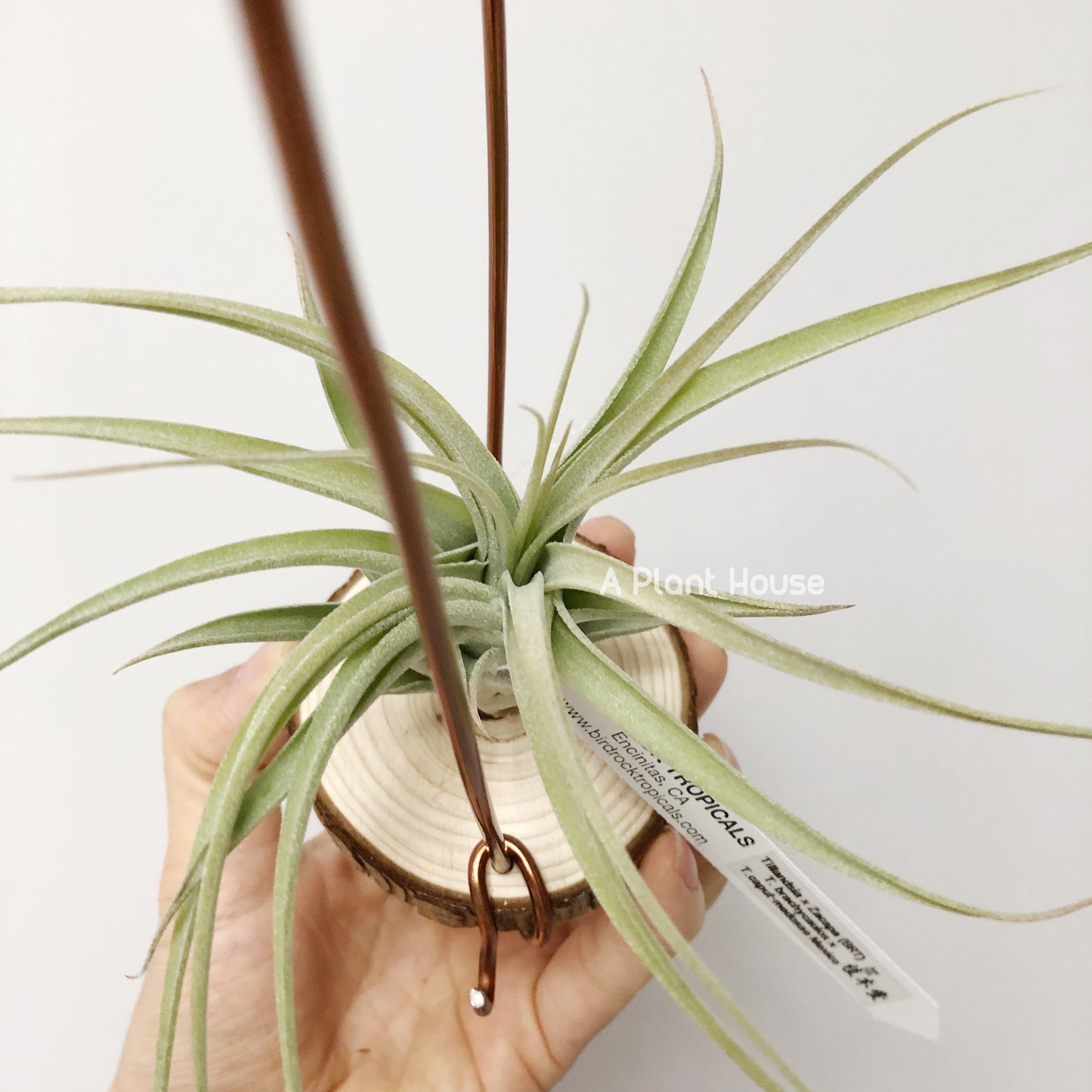 Tillandsia X Zacapa