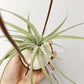 Tillandsia X Zacapa