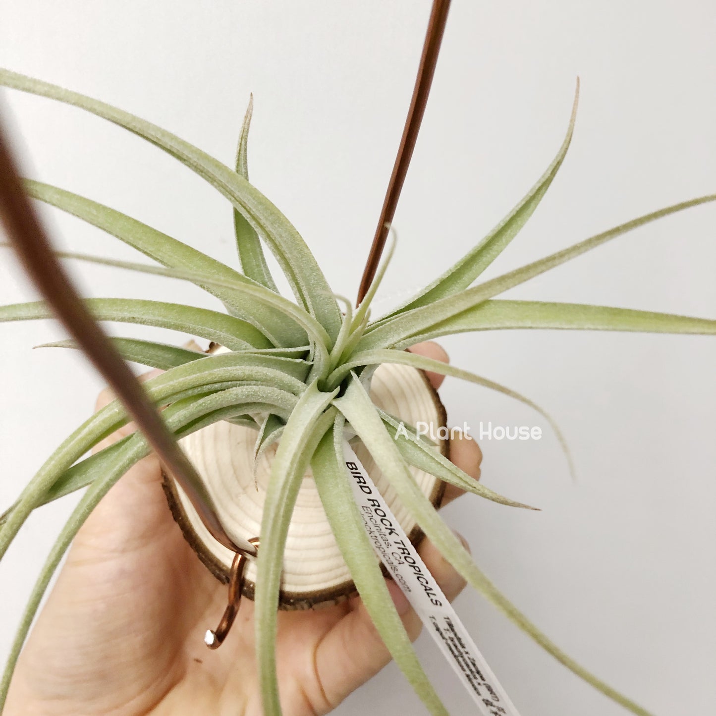 Tillandsia X Zacapa