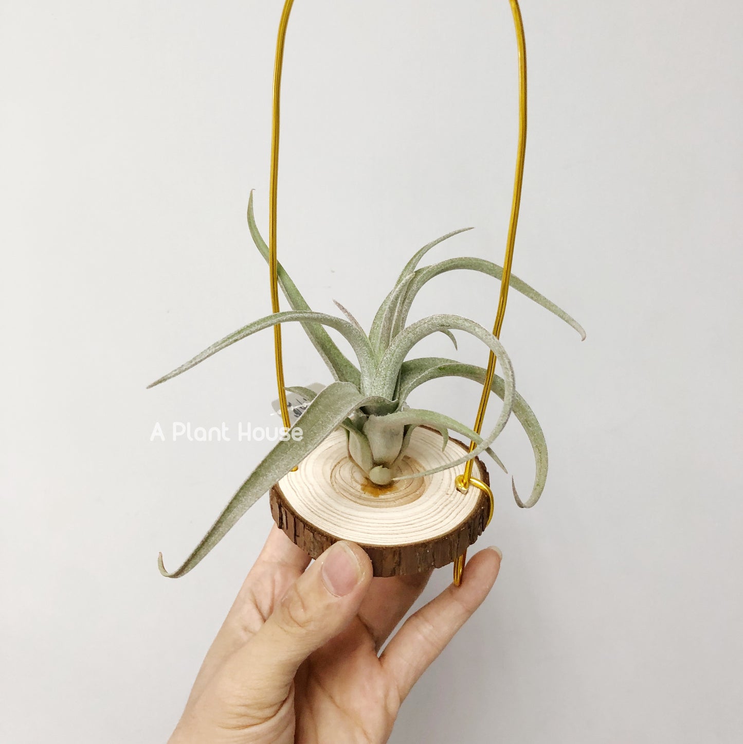 Tillandsia Wonder of Wonder