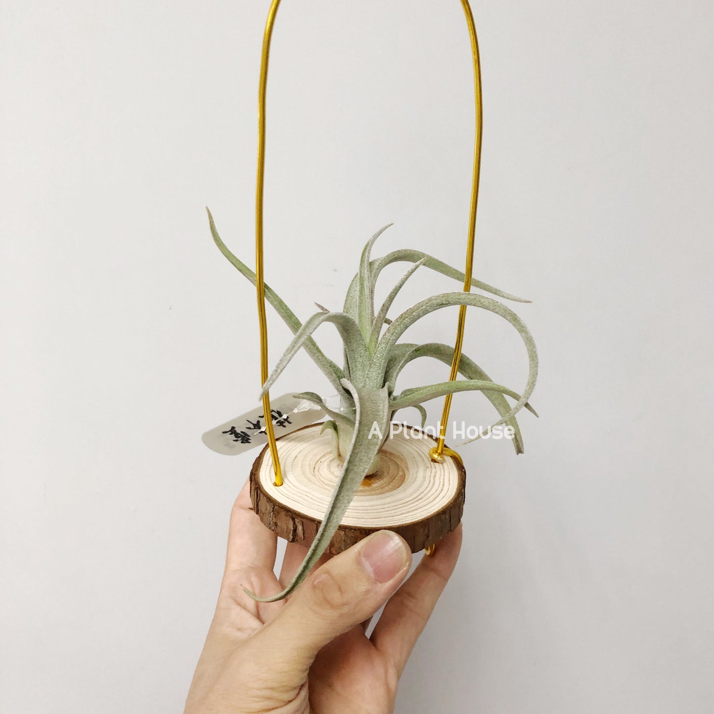 Tillandsia Wonder of Wonder