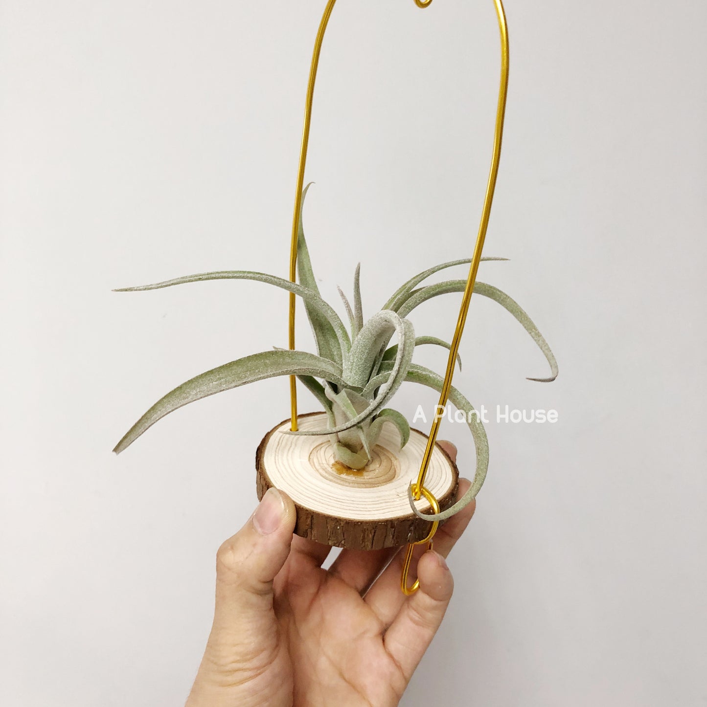 Tillandsia Wonder of Wonder