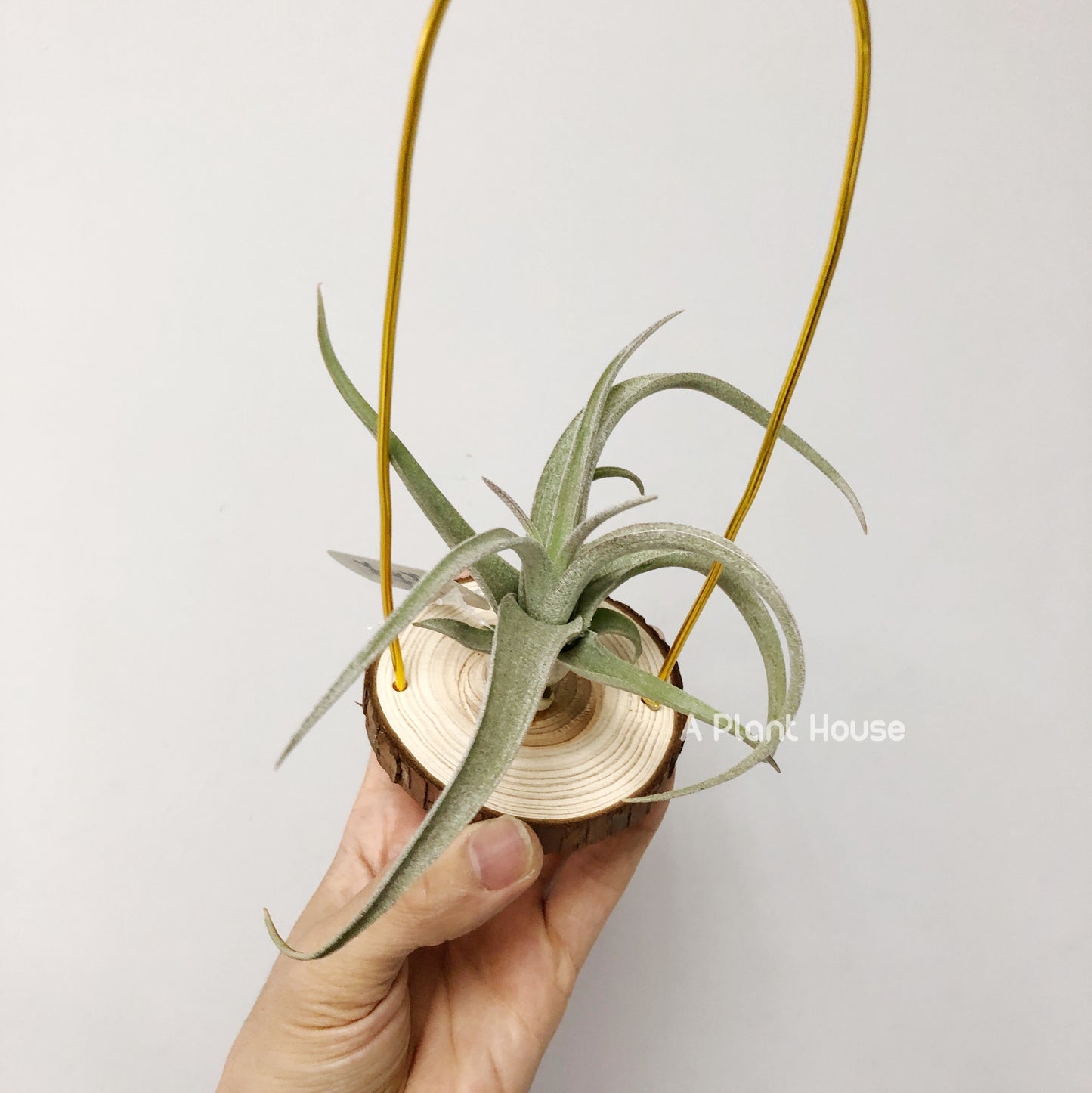 Tillandsia Wonder of Wonder