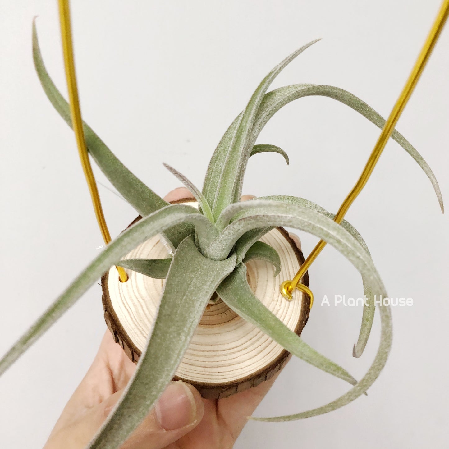 Tillandsia Wonder of Wonder