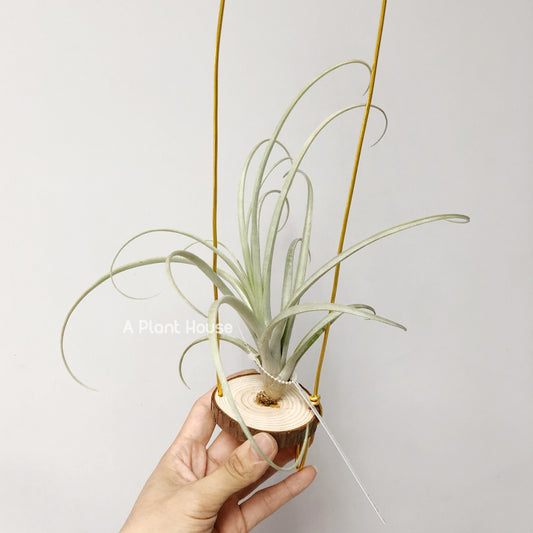 Tillandsia Schusteri