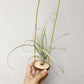 Tillandsia Schusteri