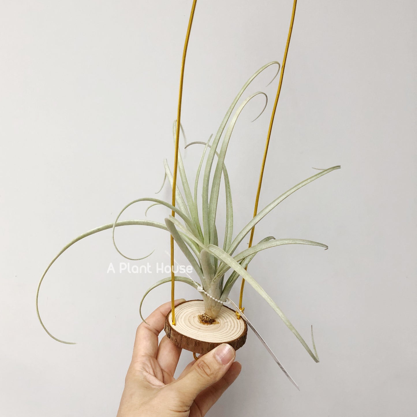 Tillandsia Schusteri