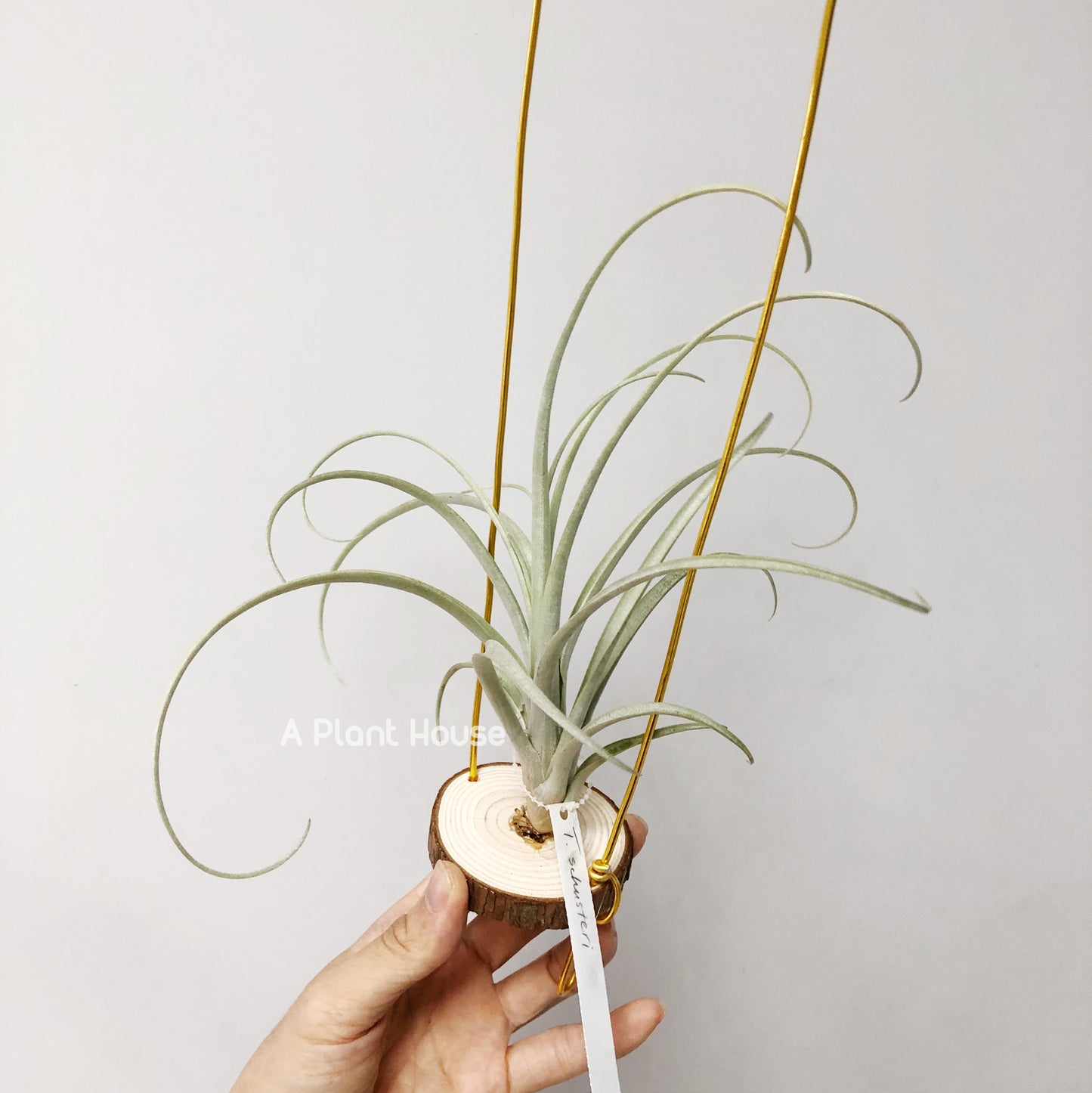 Tillandsia Schusteri