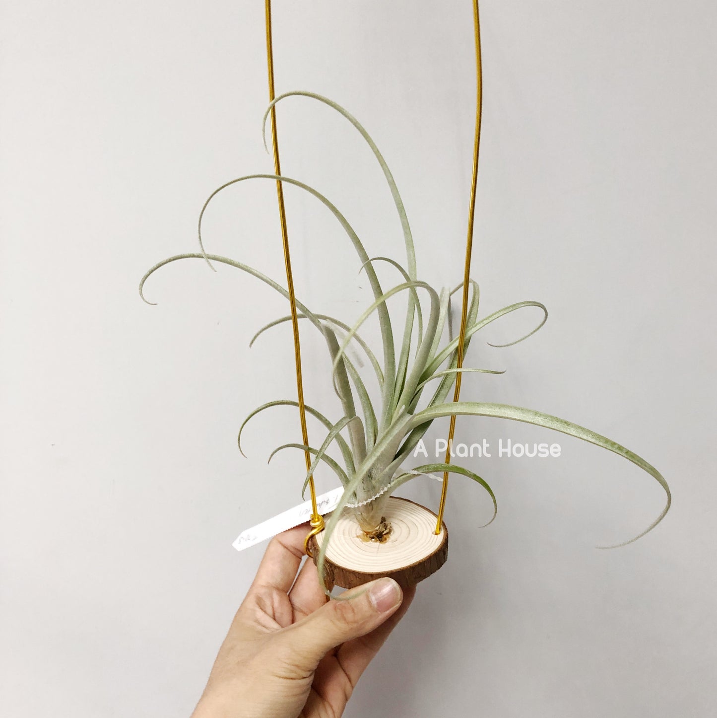 Tillandsia Schusteri