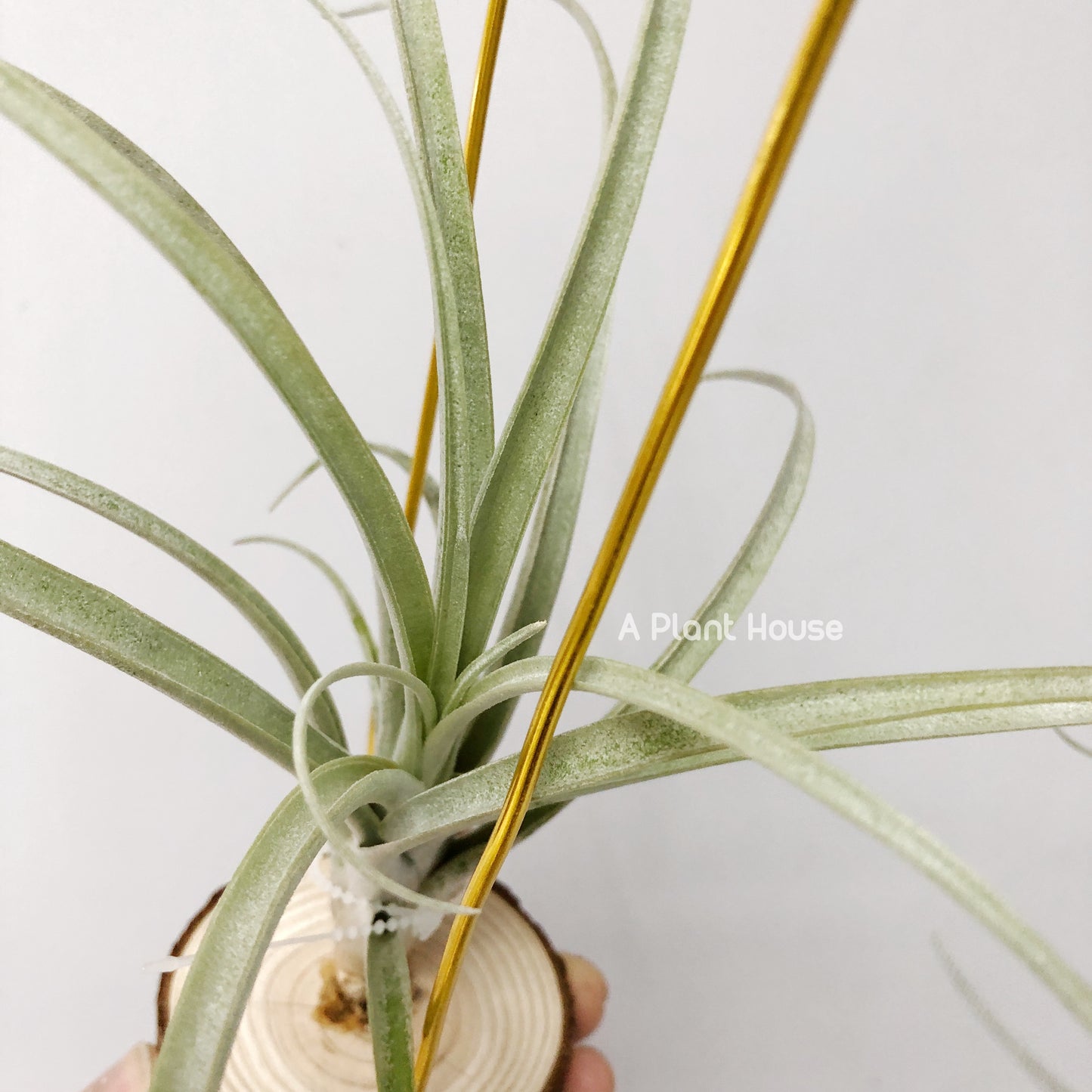 Tillandsia Schusteri