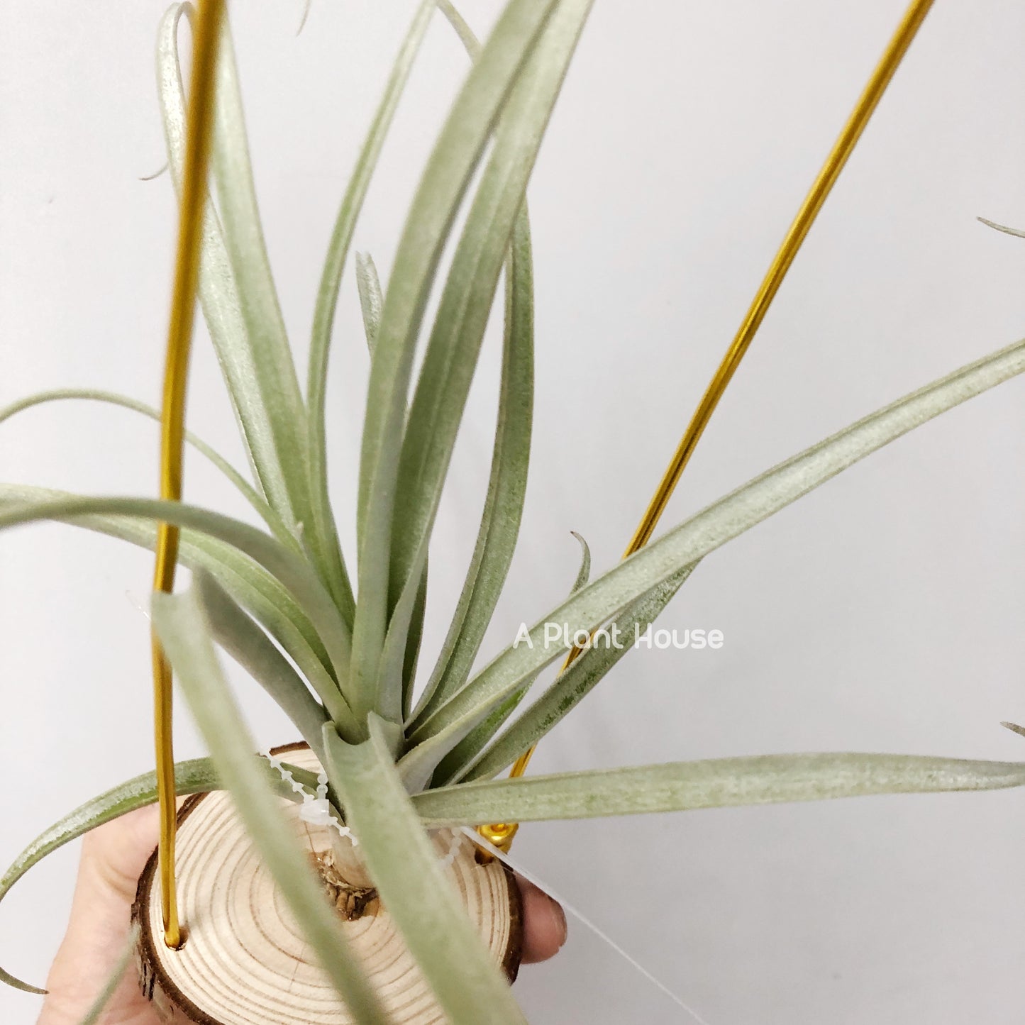 Tillandsia Schusteri