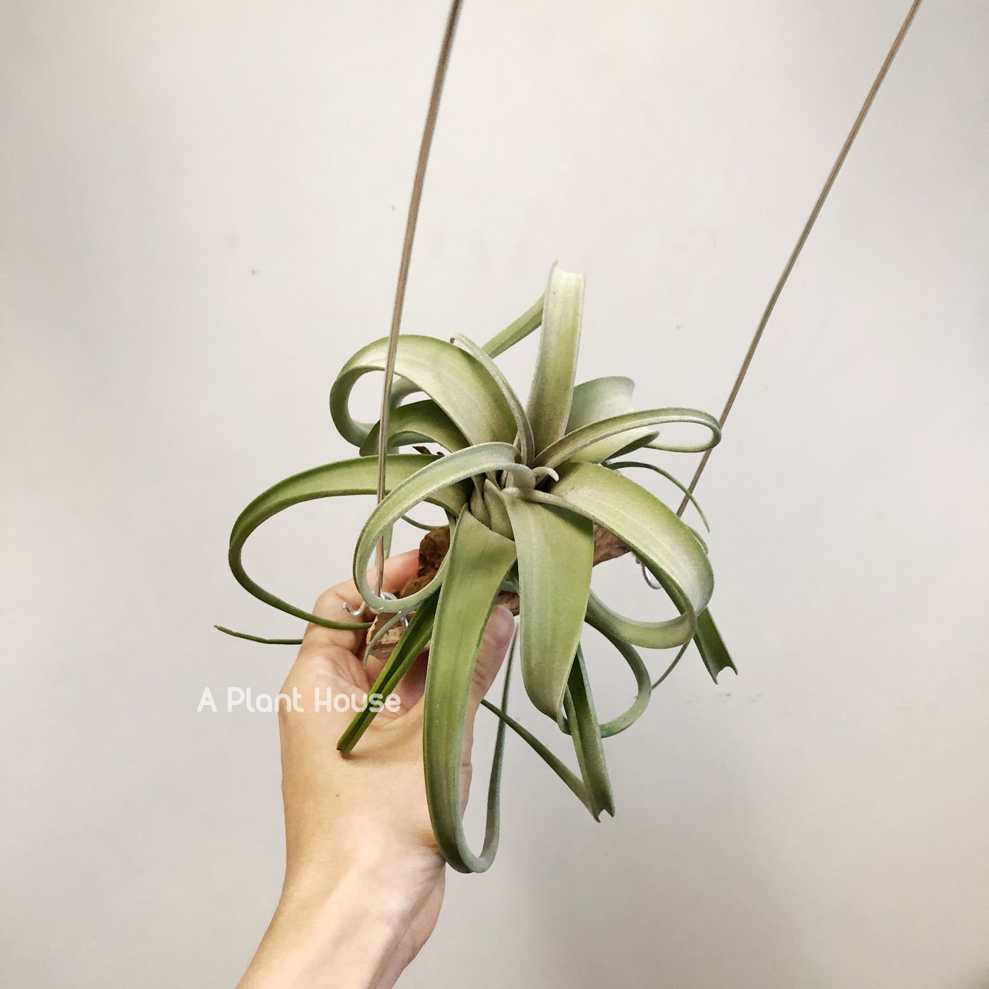 Tillandsia Intermedia x Streptophylla