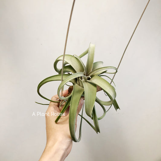 Tillandsia Intermedia x Streptophylla