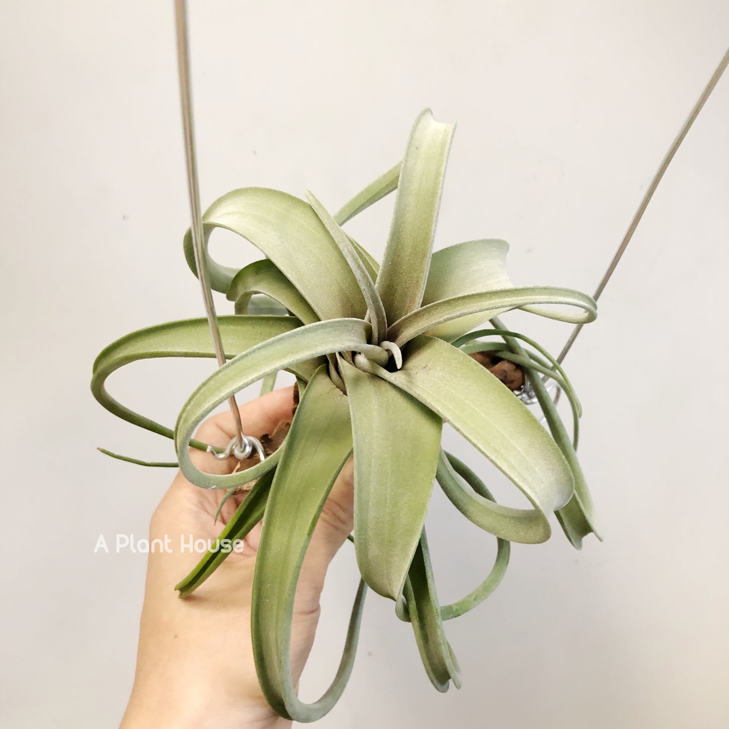 Tillandsia Intermedia x Streptophylla