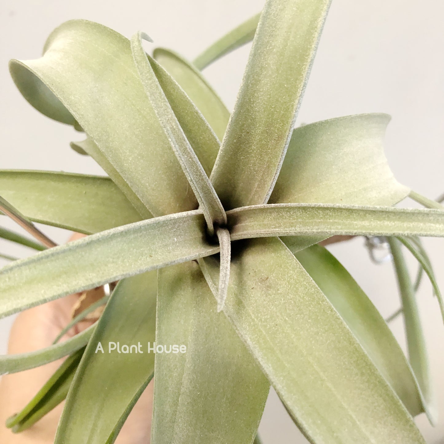 Tillandsia Intermedia x Streptophylla