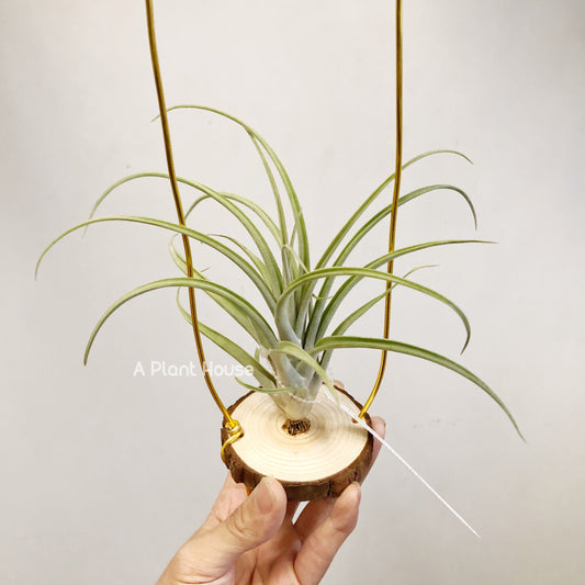 Tillandsia Flabellata x Caput-Madusae