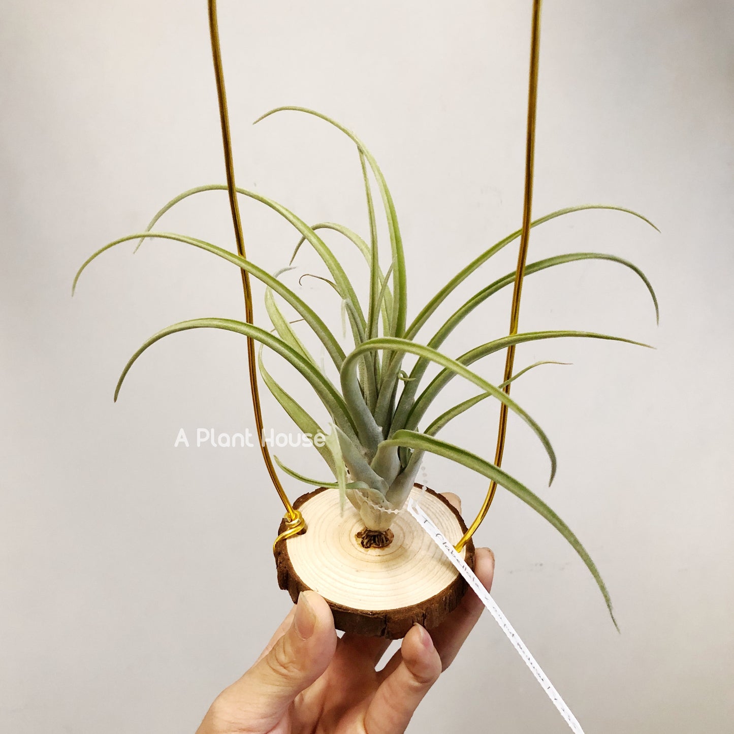 Tillandsia Flabellata x Caput-Madusae